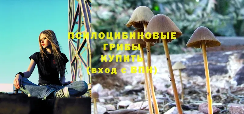 Псилоцибиновые грибы Psilocybe  даркнет сайт  Карталы 